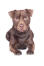 Patterdale-Terrier-White-Background