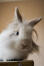 A Lionhead rabbit with big white fluffy fur on it's head