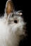 A close up of a Lionhead rabbit's wonderful fluffy head