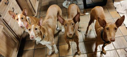 Four dogs stood looking at the camera