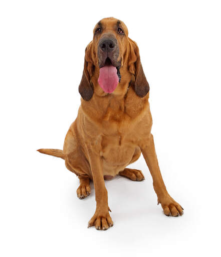 Bloodhound Dogs | Dog Breeds