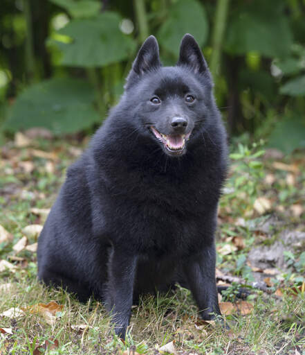 Schipperke Dogs Dog Breeds