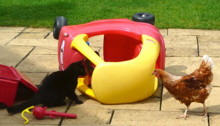 A cat watching some chickens.