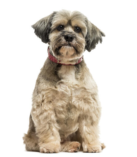 Lhasa Apso Dogs Dog Breeds