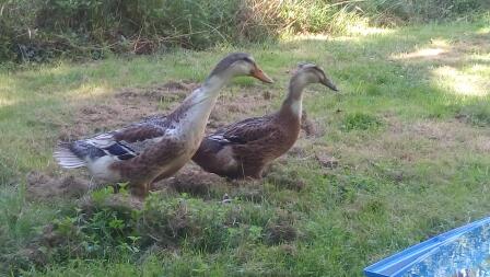 two brown ducks in a garden