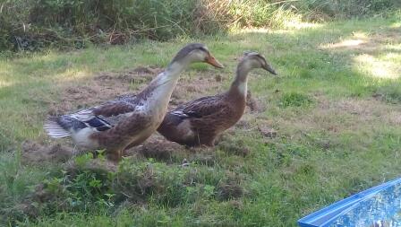 two brown ducks in a garden