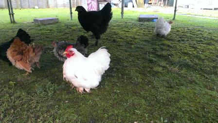 A few of my flock, white pekin (cock & hen), black pekin, frizzle serama and black brahma 