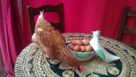 A chicken on a table with lots of eggs.