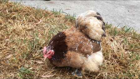 Pekin bantam hen-best in breed