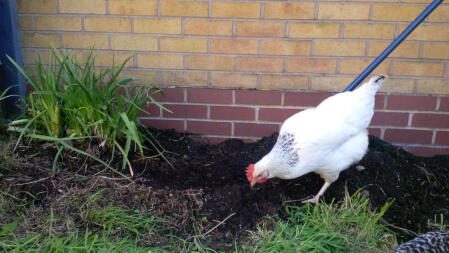 A hybrid chicken peckng on the floor