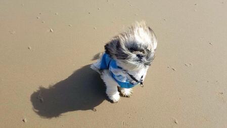 Caesar at the beach