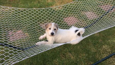 a white and brown dog lying on a hammock in the sun in a garden