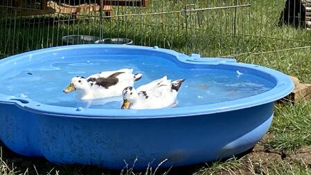 Two ducks swimming in a paddling pool