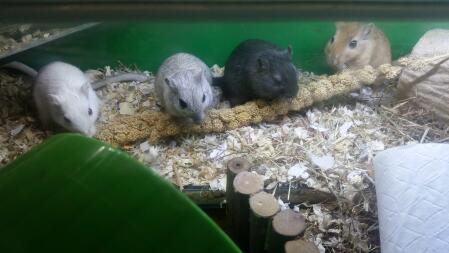 4 Gerbils