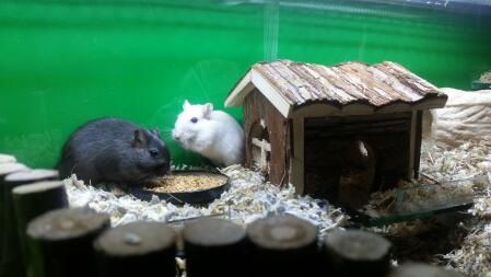 Gerbils eating seeds