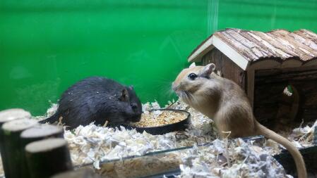 Gerbils