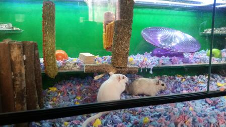 My gerbils enjoying their gerbil tank.