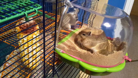 a gerbil in a sand bath attachment to a gerbil cage