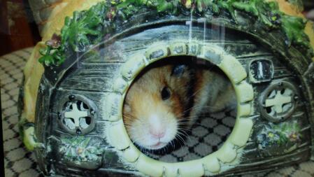 a small brown hamster in a pirate ship style bed