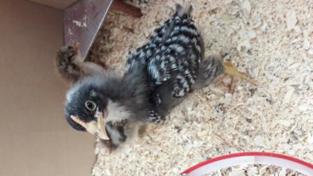 a baby black and white chick in a box with sawdust