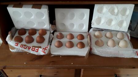18 eggs in polystyrene boxes for incubation