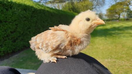 Chick in garden