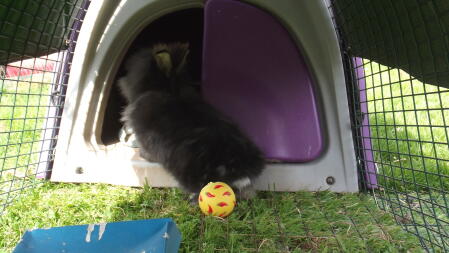 My lionhead rabbit enjoying his new cage