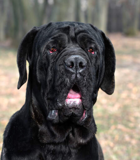 A close up of a Neapolitan Mastiff's beautiful, stong head