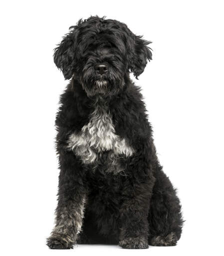 A lovely fluffy black Portuguese Water Dog