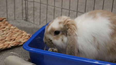 Rabbit sitting in tray