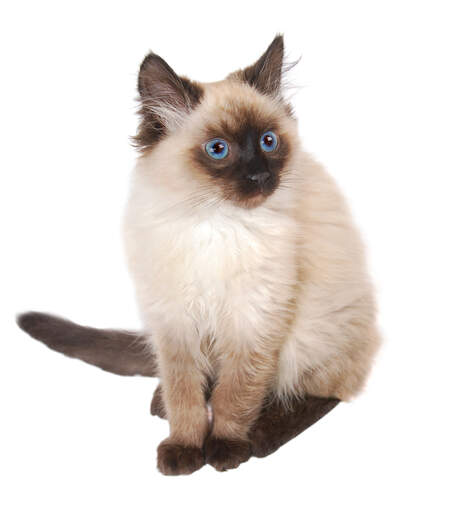 A Himalayan Persian kitten