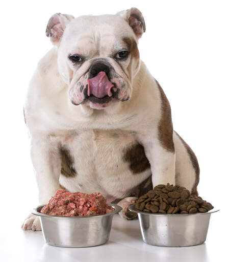 A chunky bulldog licking his lips as he decides which food to munch first