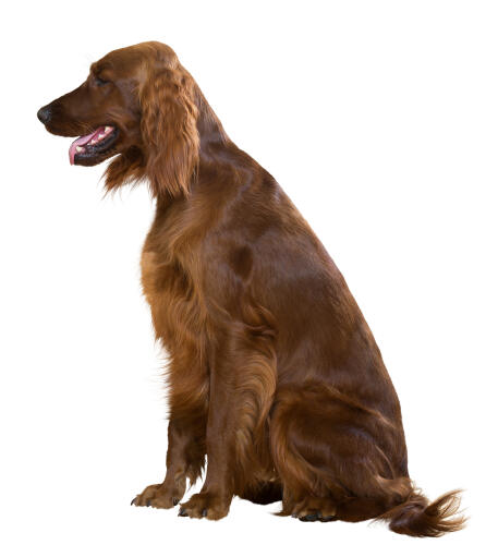 A beautiful male Irish Setter sitting neatly