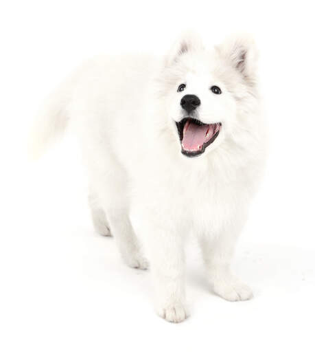 A healthy Samoyed with a beautiful, thick white coat