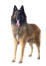 A Belgian Shepherd Dog (Tervueren) standing with his tongue out