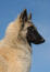 A Belgian Tervuren with a beautiful, thick, soft coat