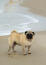 A lovely, little Pug enjoying some exercise on the sand