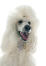 A close up of a Standard Poodle's beautiful, bushy ears and long nose