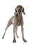 A young, grey coated Weimaraner standing tall, showing off its slender physique