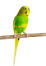 A lovely Budgerigar with a wonderful, yellow and black feather pattern