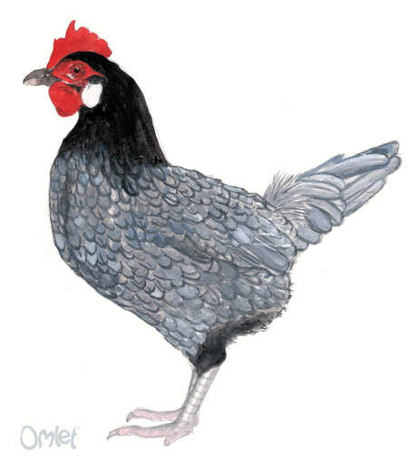 A beautiful painting of a female Andalusian bantam