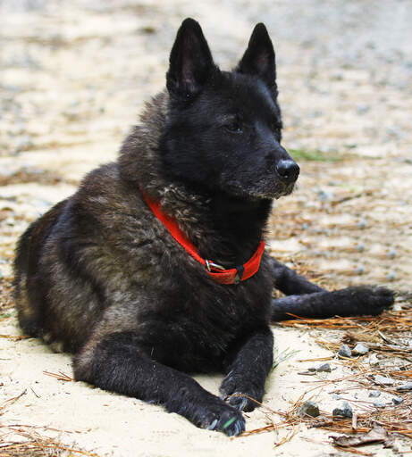 are norwegian elkhounds good with other dogs