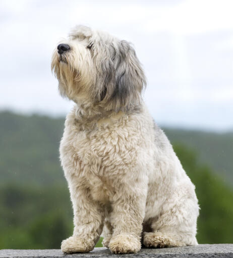 Polish lowland sales sheepdog polish dogs