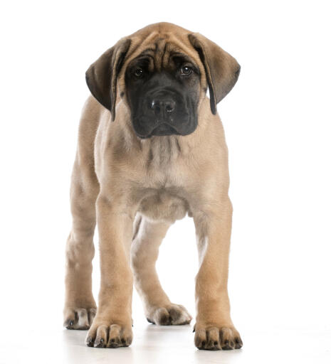 Mastiff-Puppy