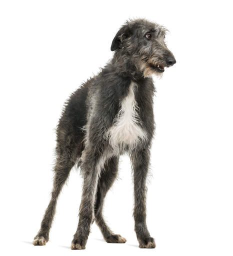 A beautiful Scottish Deerhound standing to attention on its lovely, tall legs