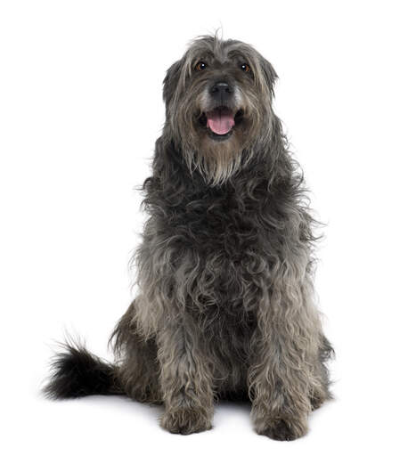 A Catalan Sheepdog showing off it's wonderful beard