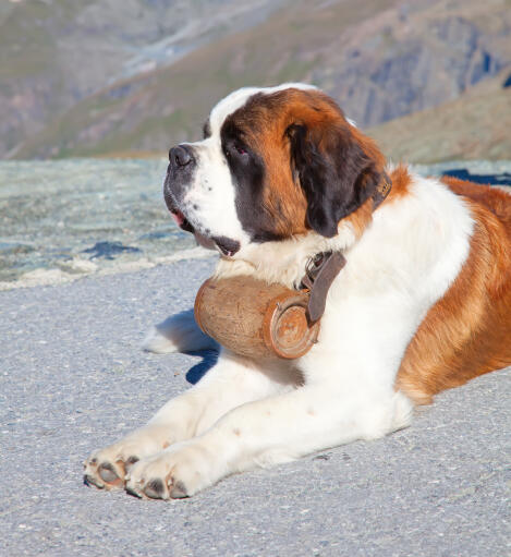 A wonderful adult Saint Bernard lying neatly on the ground