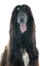 A dark brown Afghan Hound looking forward