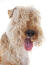 A close up of the thick curly coat of a young Lakeland Terrier