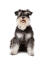 An adult black and white Miniature Schnauzer with a beautiful long coat and beard